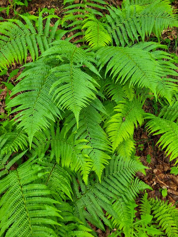 flora & fauna in Silz, Tirol